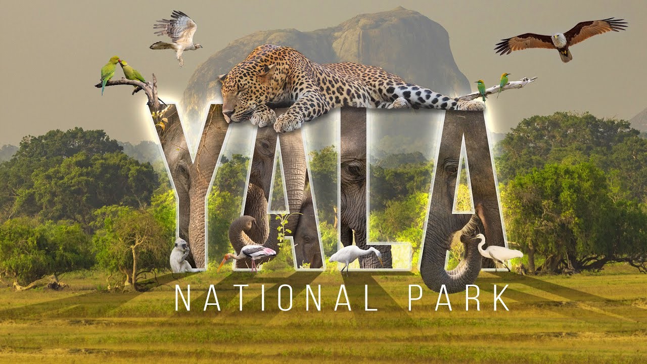 Yala National Park: Discover Sri Lanka’s Wild Majesty