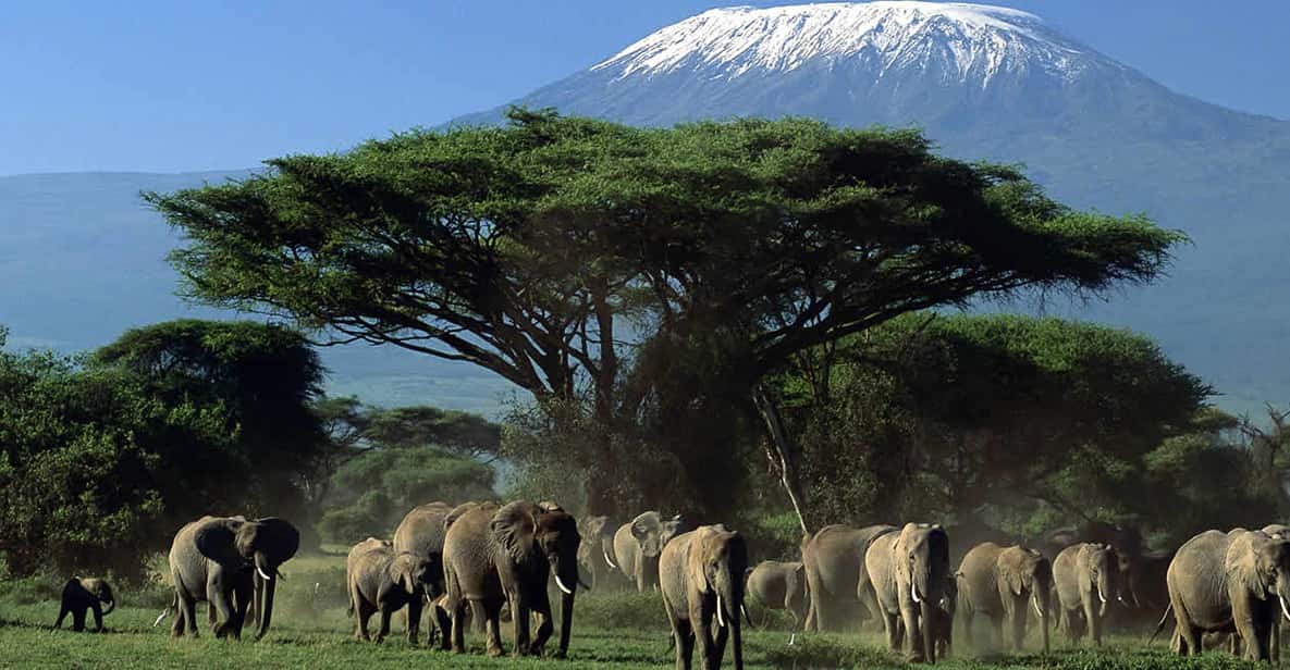 Taman Nasional Amboseli: Safari Afrika yang Memukau