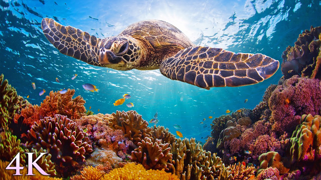 Turtle Paradise Dunia: Surga Penyu dari Galapagos Raja Ampat