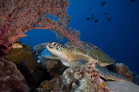 Turtle Paradise