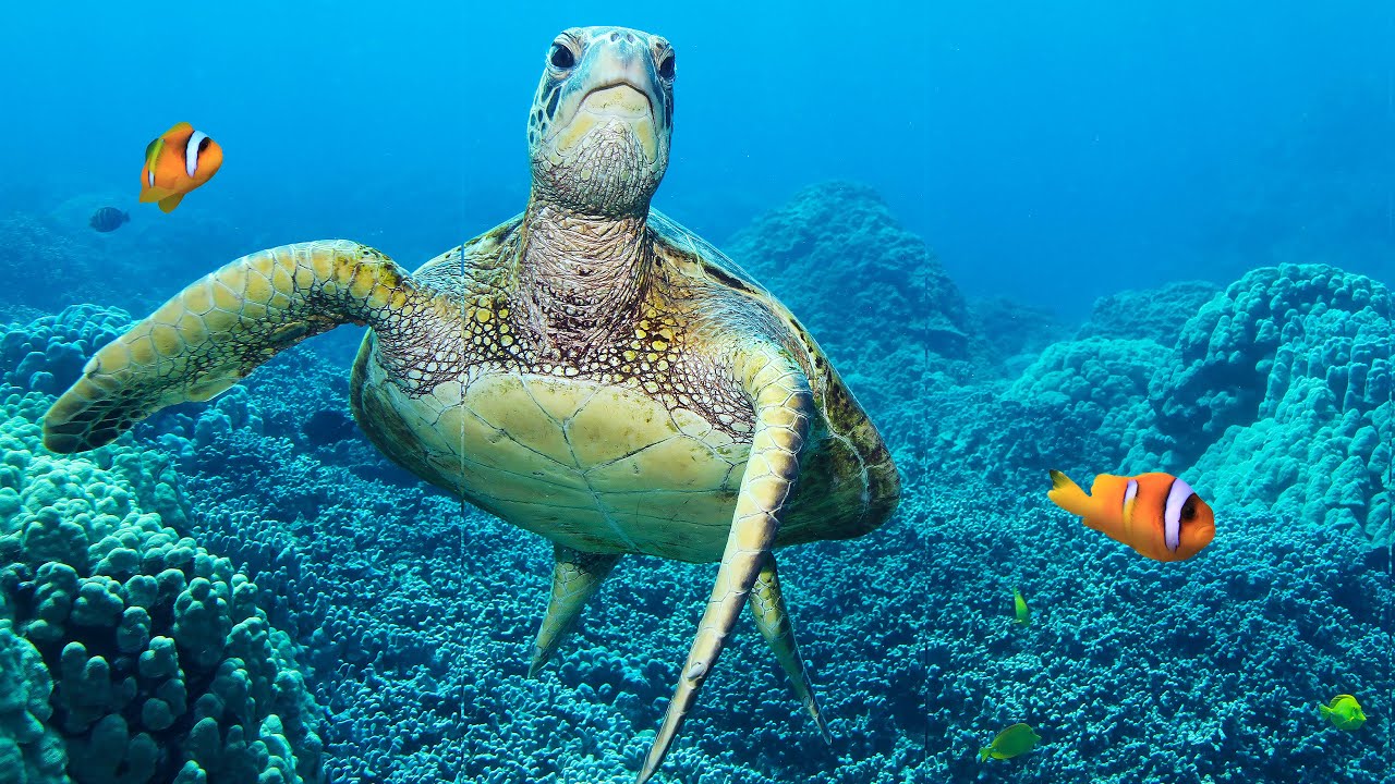Turtle Paradise