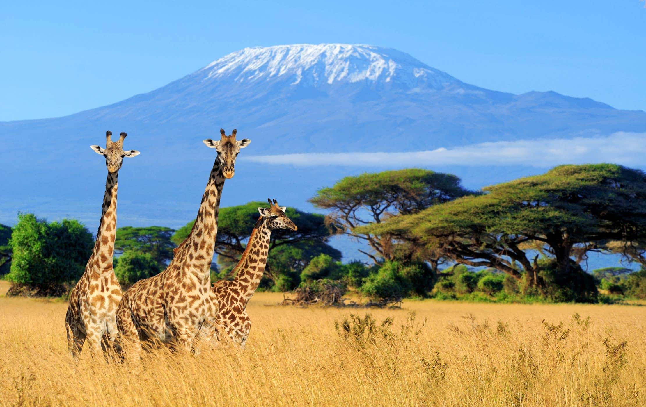 Mount Kilimanjaro: Petualangan Tak Terlupakan di Atap Afrika Mount Kilimanjaro: Petualangan Tak Terlupakan di Atap Afrika
