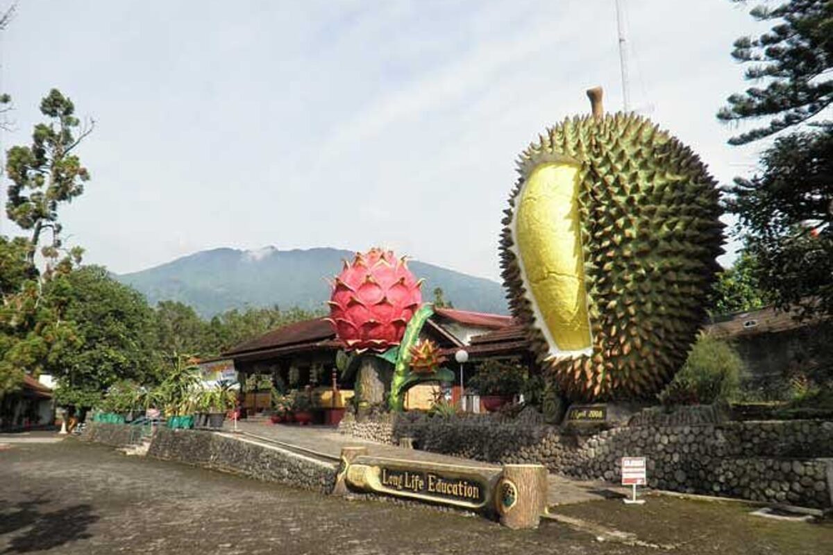 Menikmati Pesona Wisata Durian Sumatera: Surga Pecinta Buah Tropis