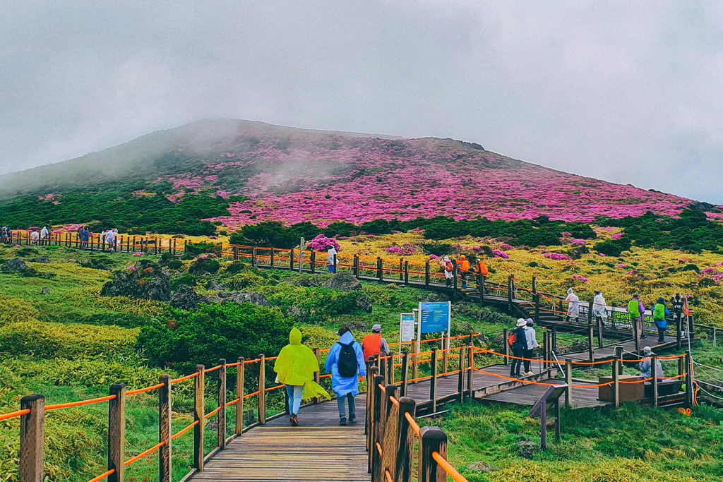 Jeju Island Surga Tropis Korea yang Wajib Dikunjungi!