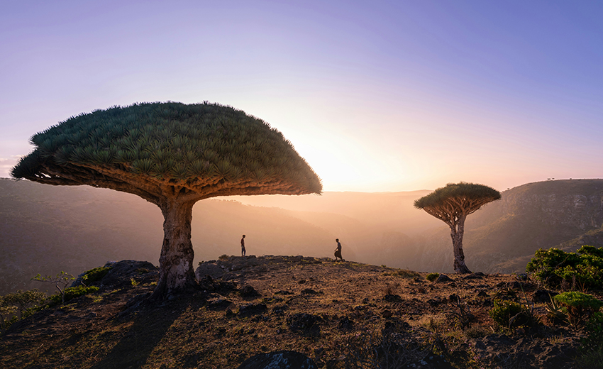 Socotra Island: Pulau Unik dengan Keindahan Ajaib