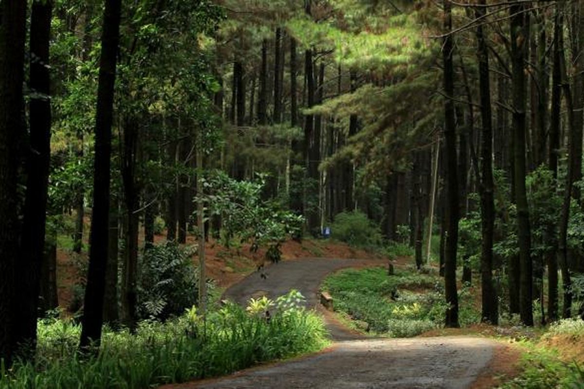 Gunung Pancar: Surga Alam di Dekat Ibu Kota