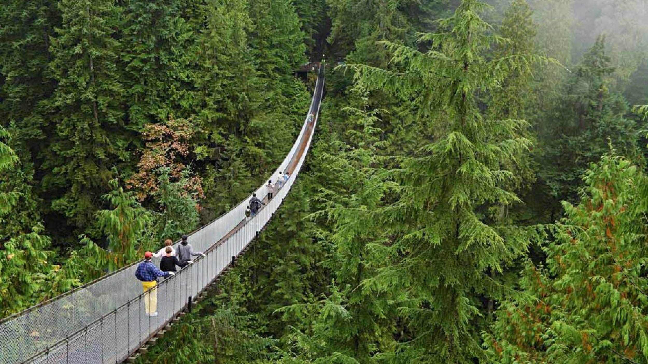 Monteverde: Panduan Jujur Menjelajahi Surga Alam
