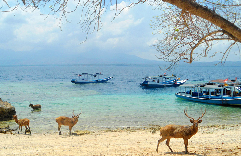Pulau Menjangan: Surga Bawah Laut di Ujung Bali yang Wajib Dikunjungi