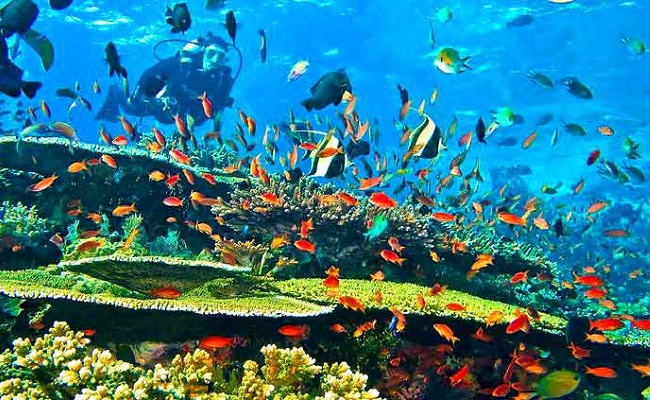 Snorkeling Raja Ampat