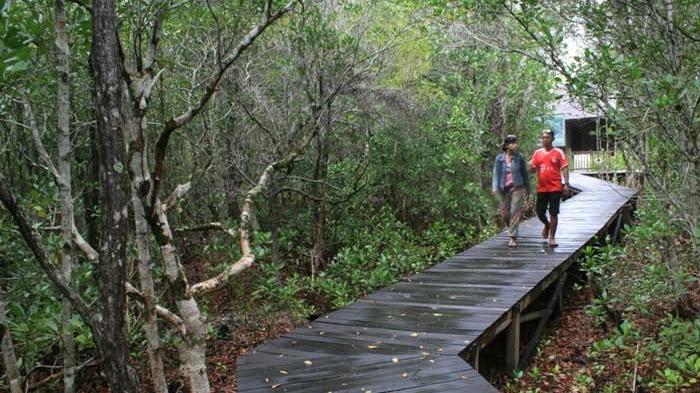 Petualangan Hijau: Menguak Pesona Tantangan Tracking Hutan