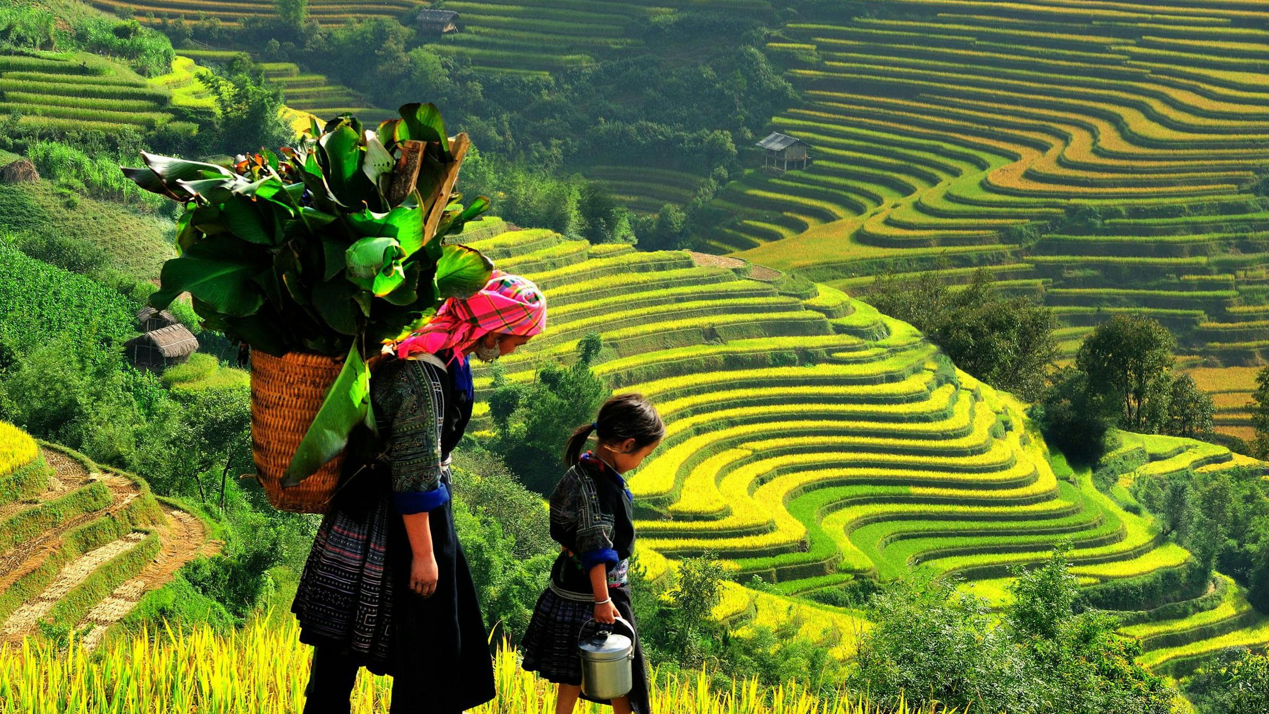 Banaue Rice Terraces: Keajaiban Terasering Ifugao Banaue Rice Terraces: Keajaiban Terasering Ifugao