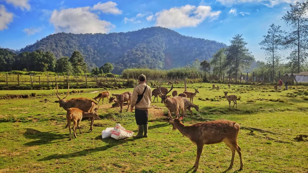 Ranca Upas: Pesona Alam Bandung yang Bikin Pengen Balik Lagi