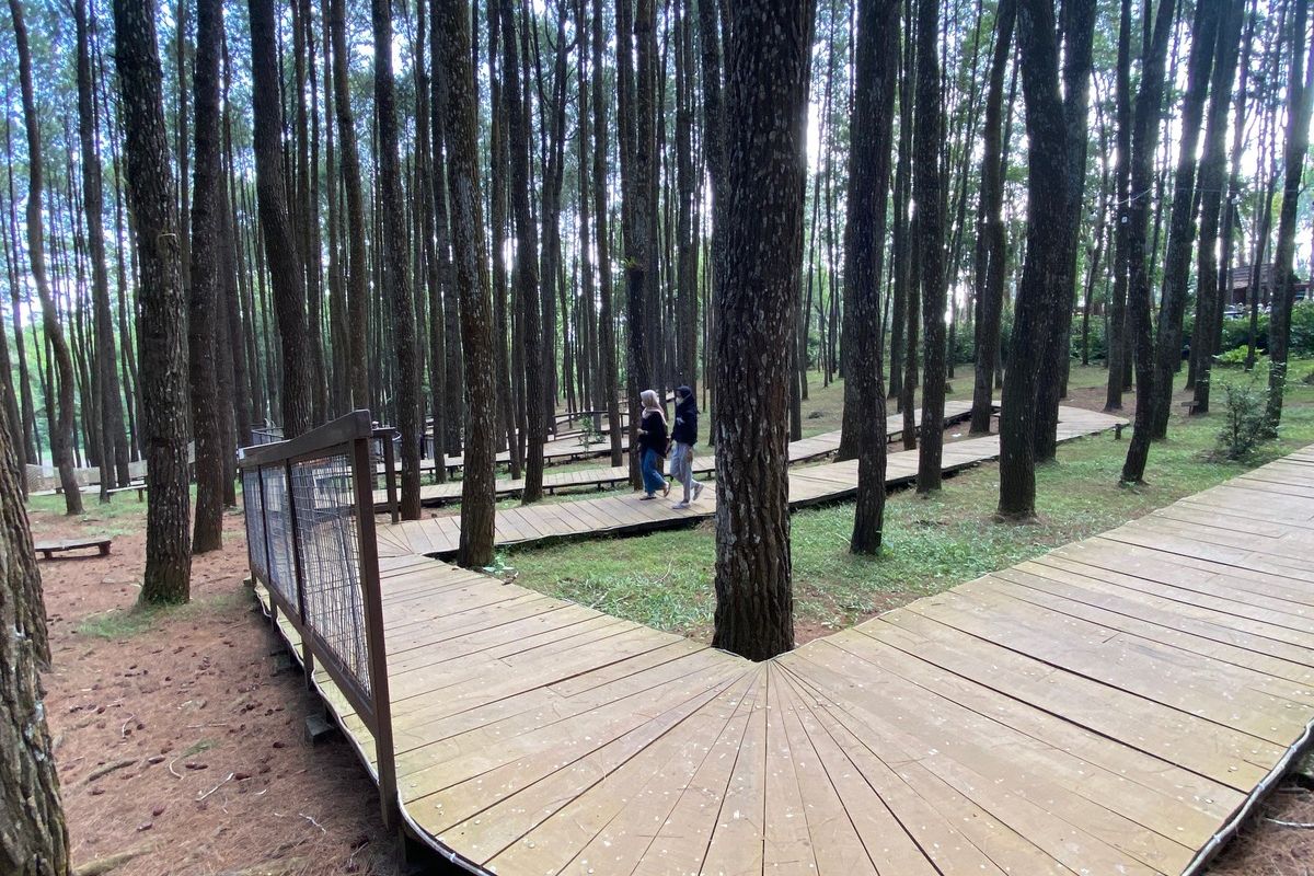 Hutan Pinus Instagramable