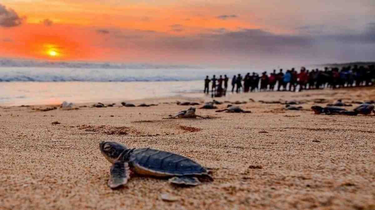 Pantai Pangumbahan: Surga Penyu Hijau yang Menenangkan dan Penuh Cerita Alam