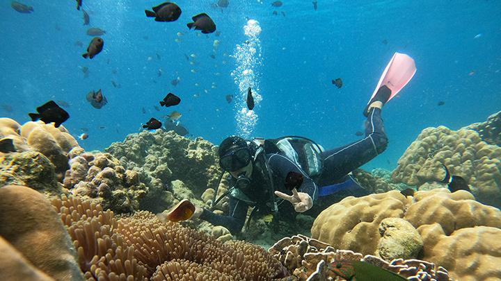 Diving Laut Dalam: Petualangan Sunyi di Bawah Permukaan yang Mengubah Cara Pandang tentang Laut