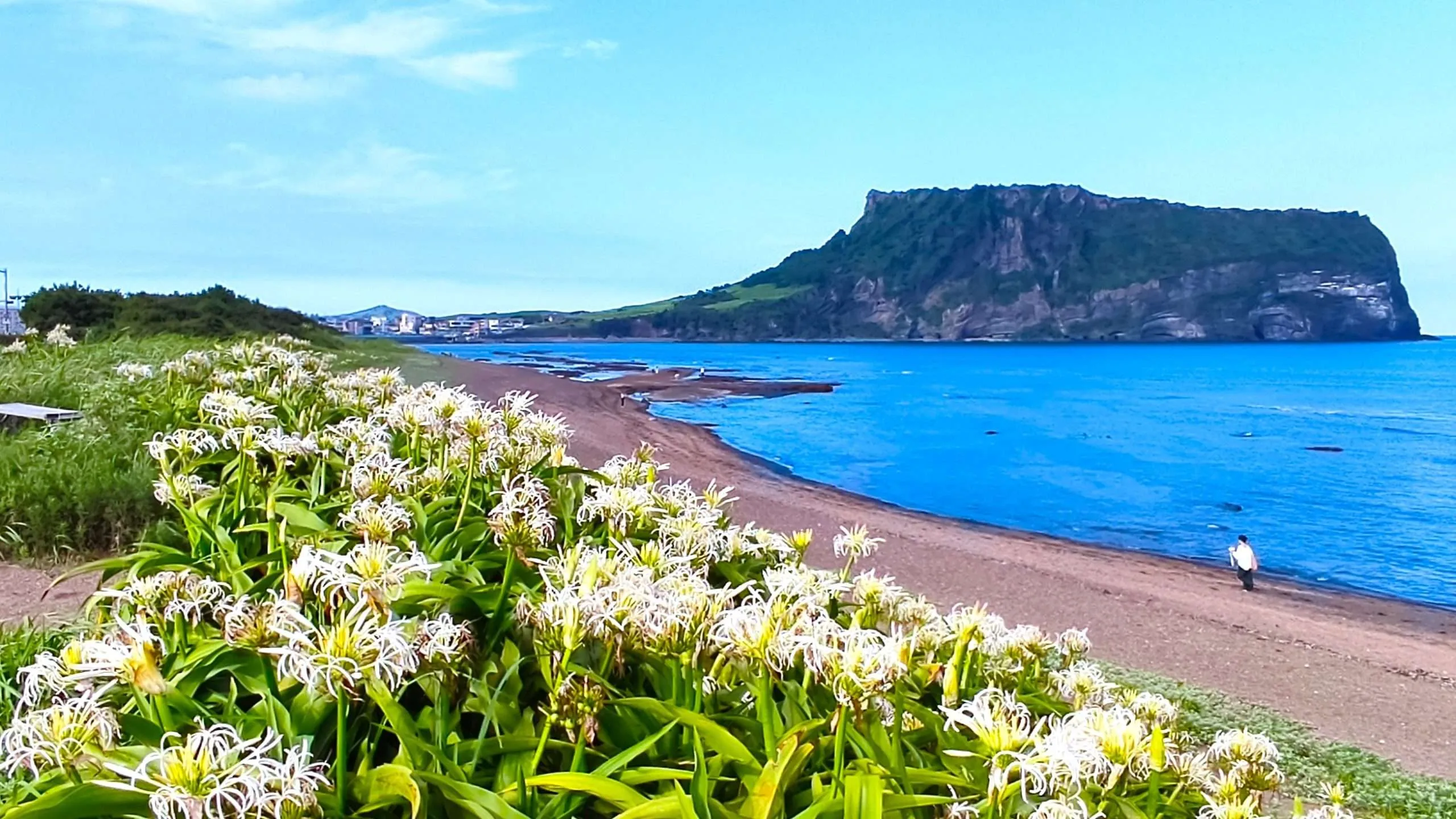 Udo Island, Pesona Pulau Kecil Jeju yang Menyimpan Keindahan Udo Island, Pesona Pulau Kecil Jeju yang Menyimpan Keindahan