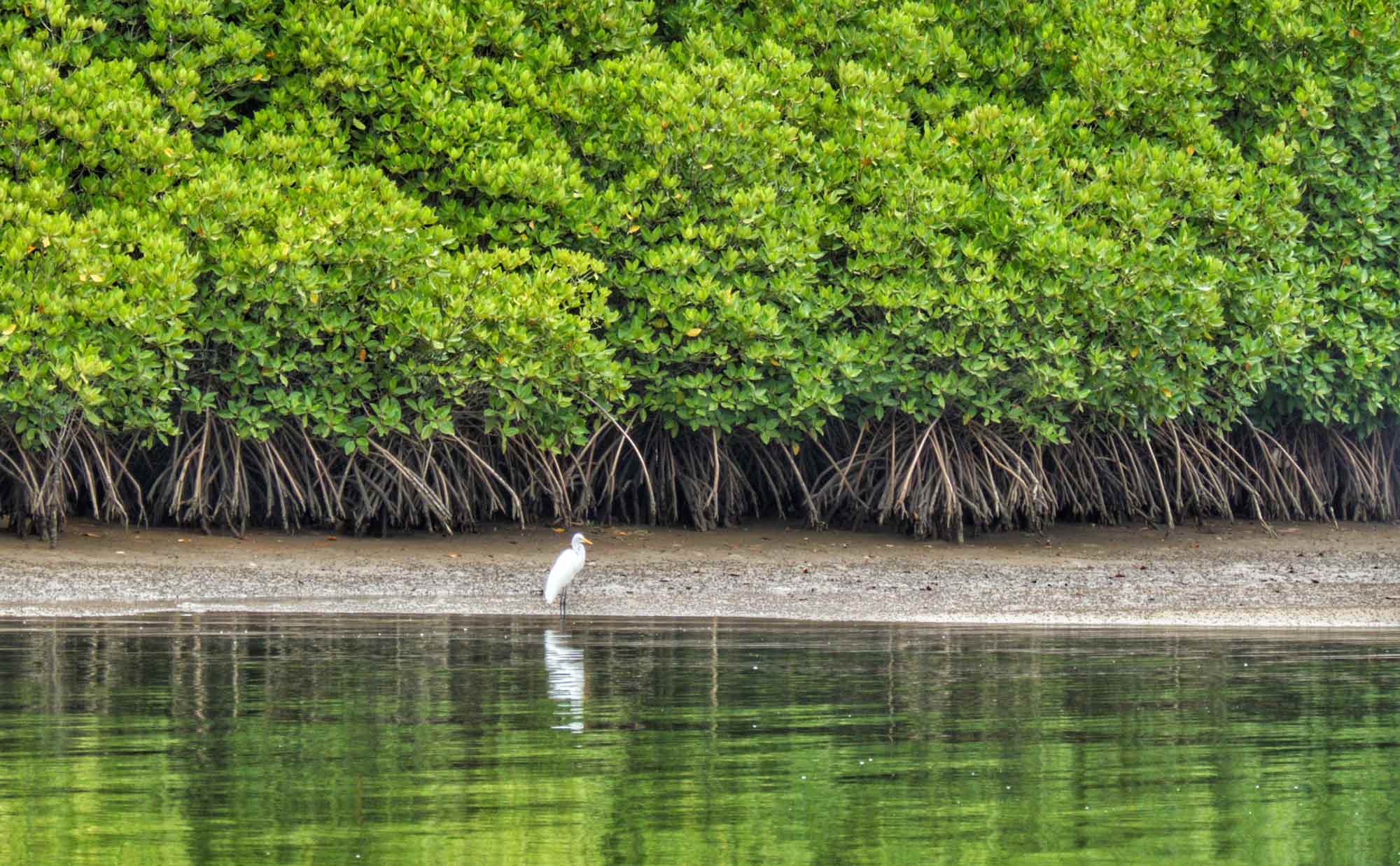 Menjelajah Mangrove Forest: Wisata Travel yang Menenangkan, Edukatif, dan Relevan dengan Gaya Hidup Modern