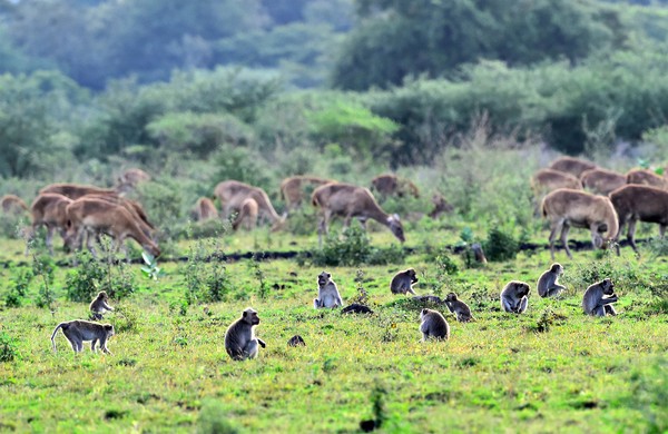 Taman Nasional: Ruang Bernapas Terakhir yang Menjaga Alam, Manusia, dan Masa Depan