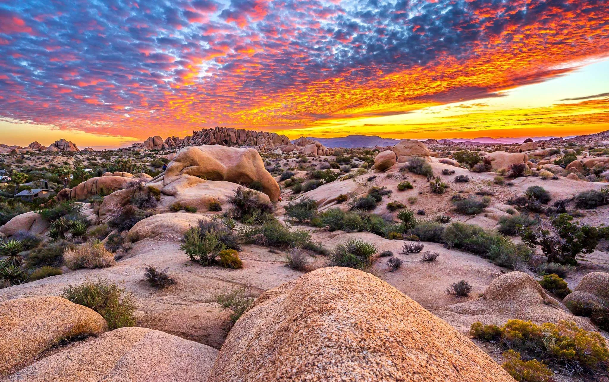 Joshua Tree