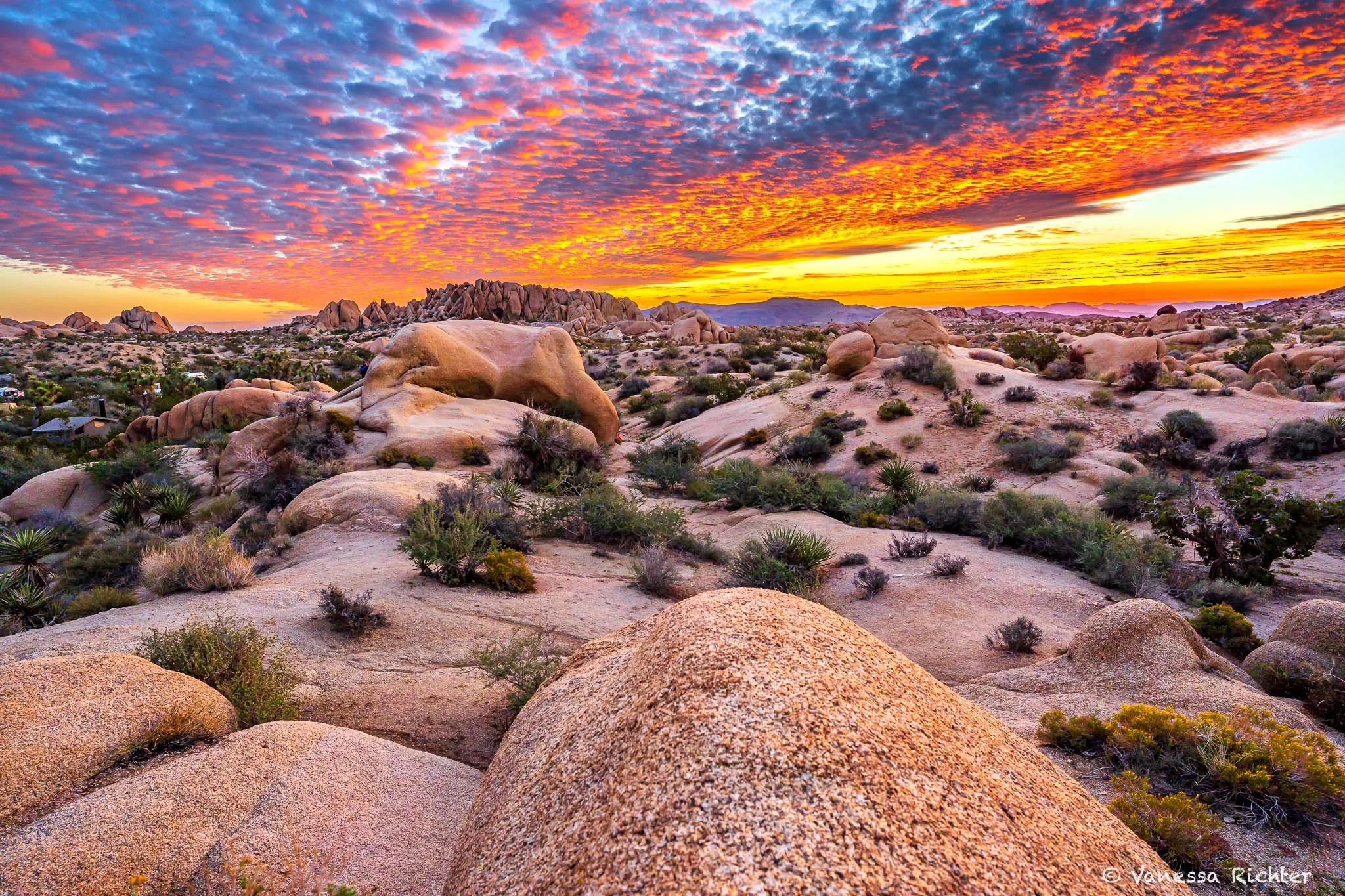 Joshua Tree