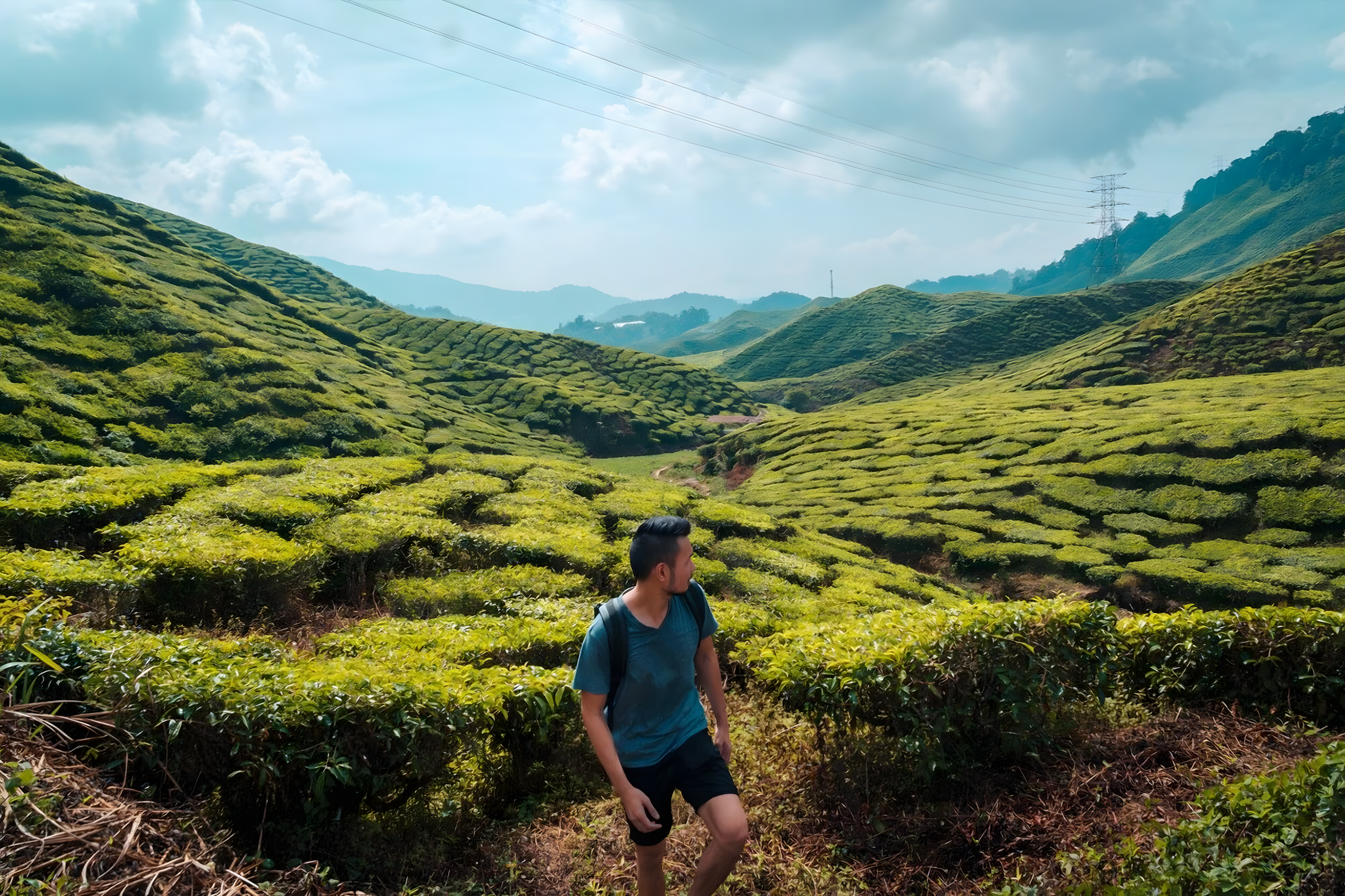 Cameron Highlands Wisata Sejuk di Dataran Tinggi Malaysia