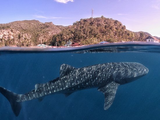 Pantai Botubarani: Surga Laut yang Menyuguhkan Pertemuan Langka dengan Hiu Paus
