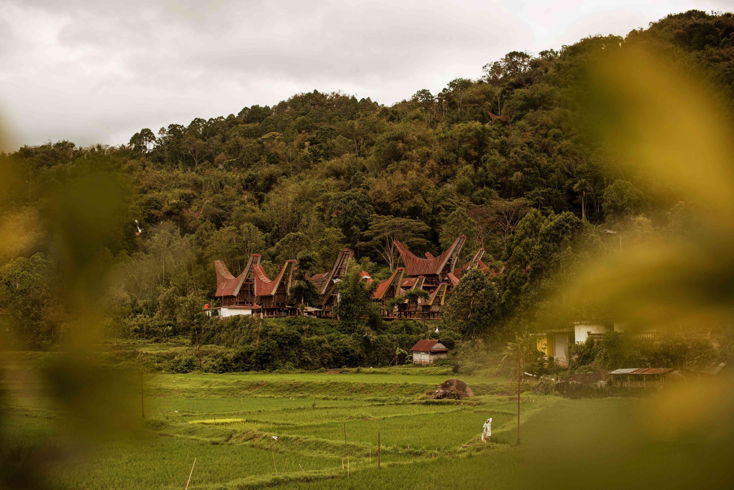 Desa Pallawa: Pesona Budaya Toraja yang Autentik