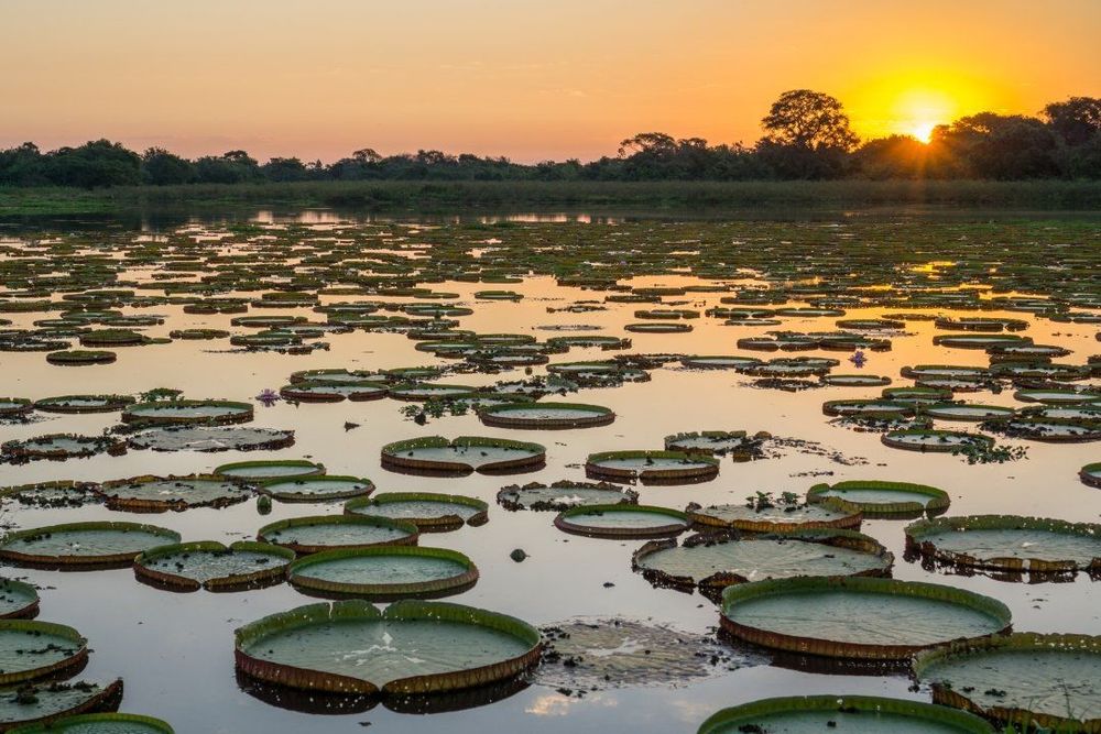 Pantanal Brazil: Surga Liar di Jantung Amerika Selatan
