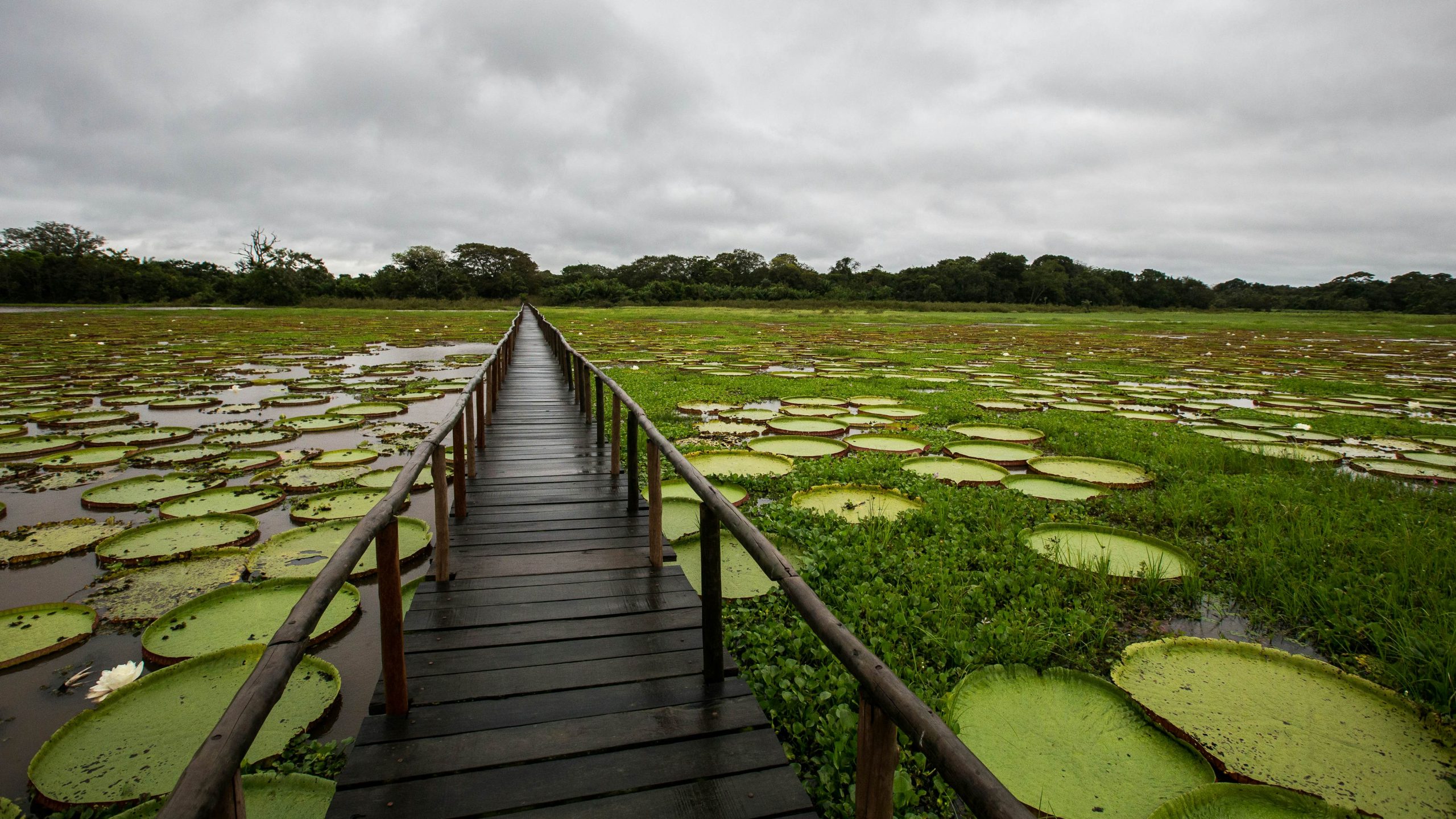 Pantanal Brazil
