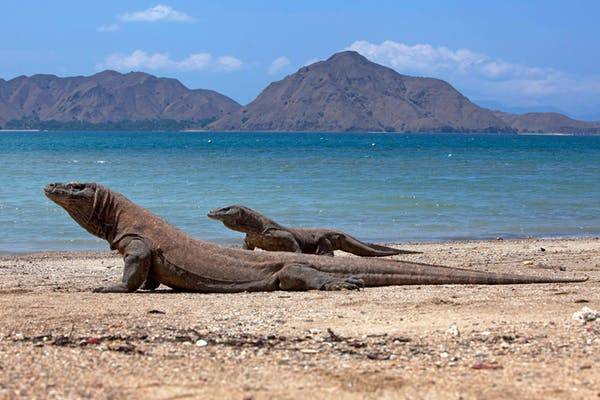 Pulau Komodo Liar Keindahan Alam Timur Indonesia yang Masih Terasa Alami