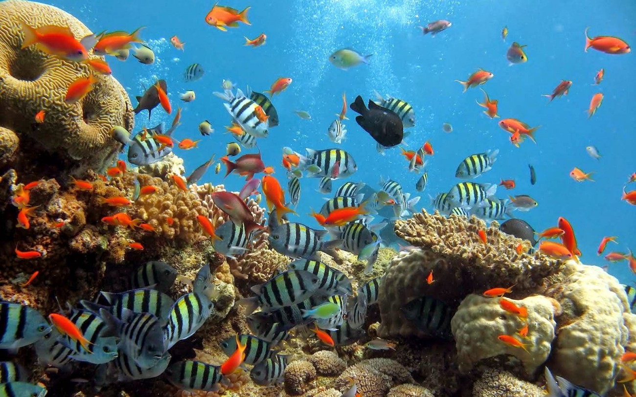 Taman Nasional Bunaken