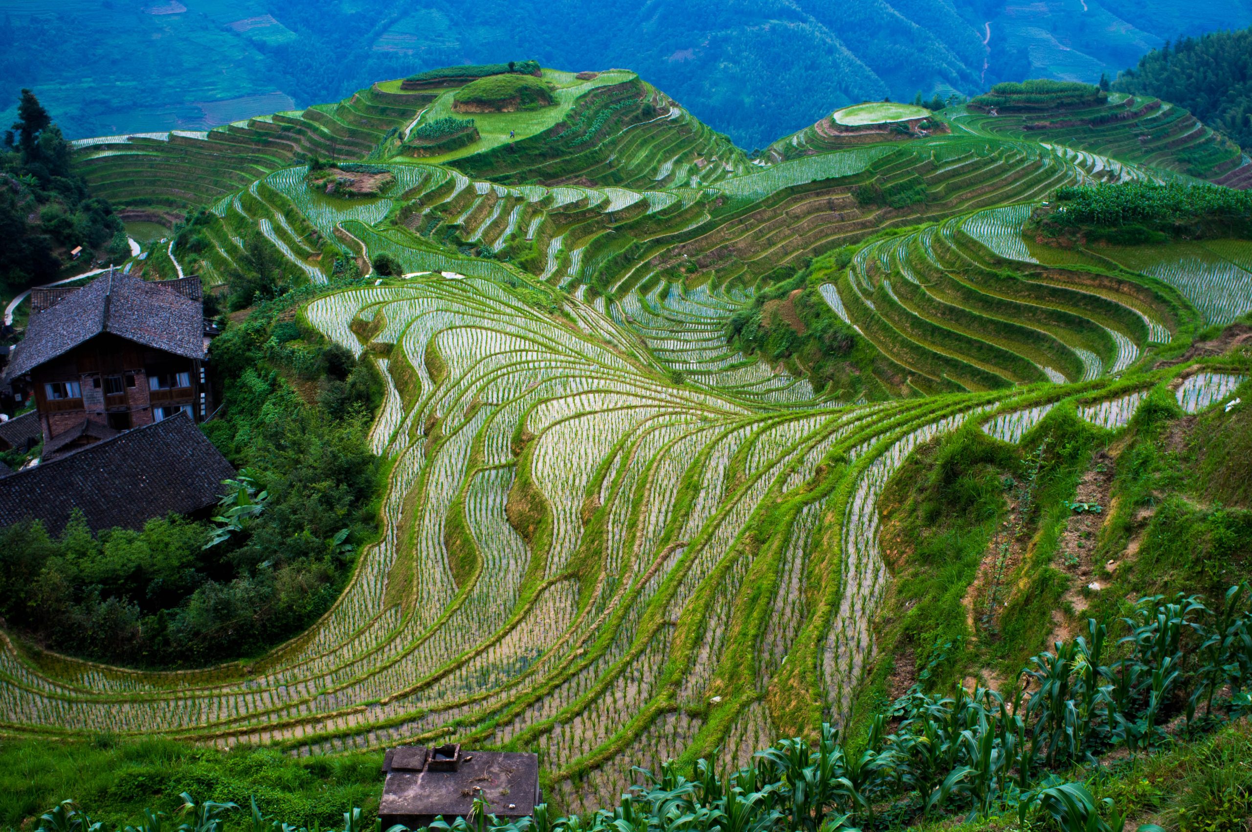 Longsheng Rice Terraces China: Panduan Wisata Sawah Terasering Naga di Guangxi