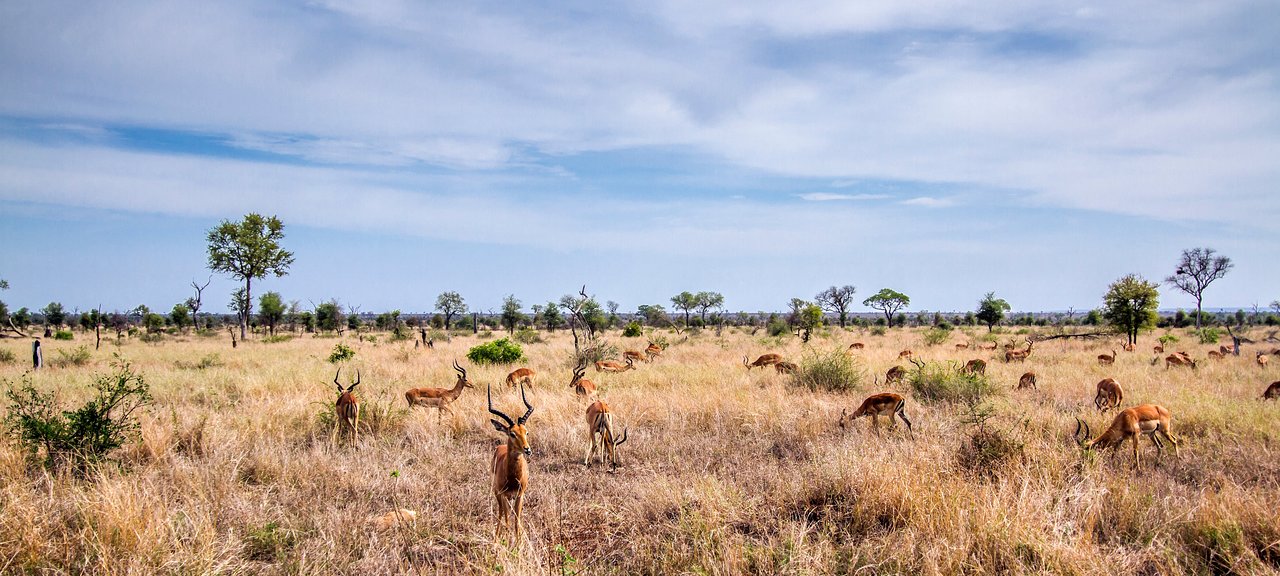 Taman Kruger Liar, Destinasi Safari Afrika yang Menawarkan Pengalaman Satwa Liar Tak Terlupakan Taman Kruger Liar, Destinasi Safari Afrika yang Menawarkan Pengalaman Satwa Liar Tak Terlupakan
