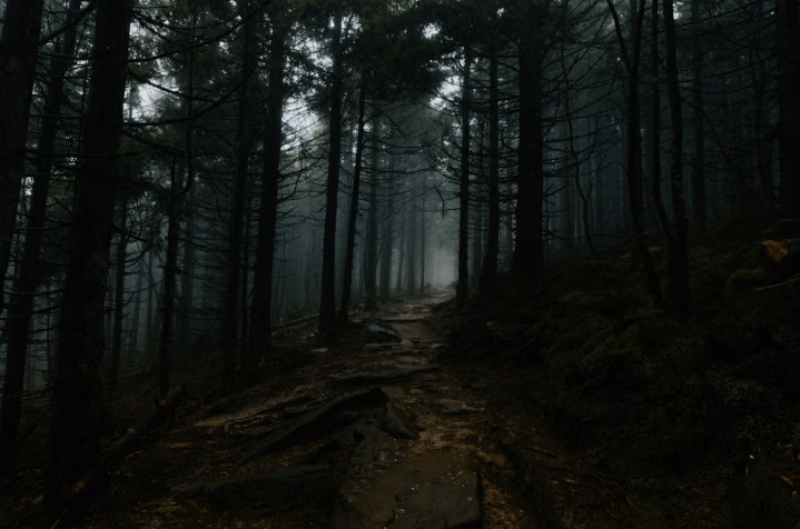 Hutan Hitam Misterius: Destinasi Travel Penuh Pesona Alam dan Kisah yang Mengundang Rasa Penasaran Hutan Hitam Misterius: Destinasi Travel Penuh Pesona Alam dan Kisah yang Mengundang Rasa Penasaran